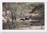 15SerengetiAMGameDrive - 26 * Marabou Stork.